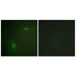 Immunofluorescence - Anti-JIP1 (phospho Thr103) Antibody (A0954) - Antibodies.com