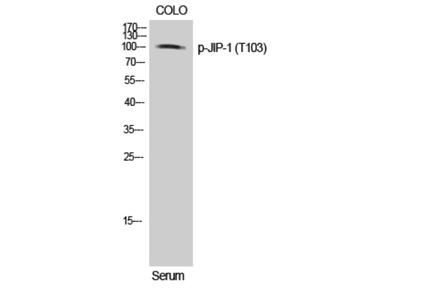 Western Blot - Anti-JIP1 (phospho Thr103) Antibody (A0954) - Antibodies.com