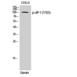 Western Blot - Anti-JIP1 (phospho Thr103) Antibody (A0954) - Antibodies.com