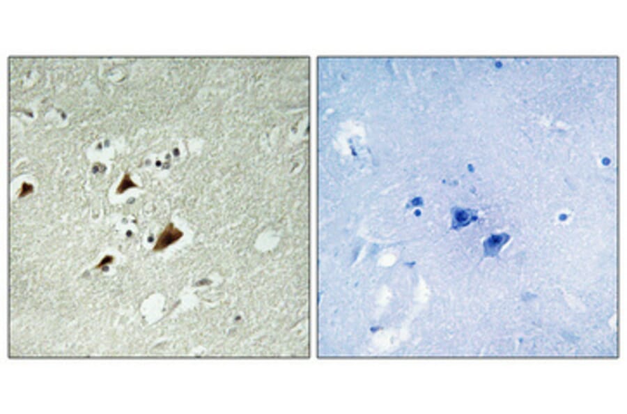 Immunohistochemistry - Anti-JIP1 (phospho Thr103) Antibody (A0954) - Antibodies.com