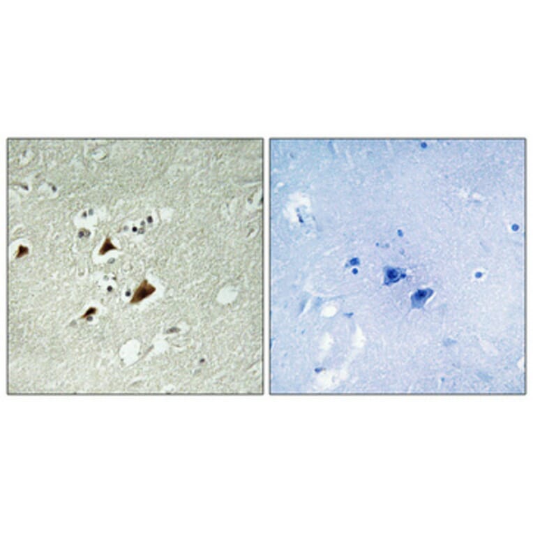 Immunohistochemistry - Anti-JIP1 (phospho Thr103) Antibody (A0954) - Antibodies.com
