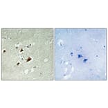 Immunohistochemistry - Anti-JIP1 (phospho Thr103) Antibody (A0954) - Antibodies.com