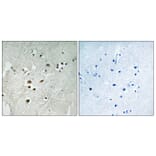 Immunohistochemistry - Anti-Elk3 (phospho Ser357) Antibody (A0923) - Antibodies.com