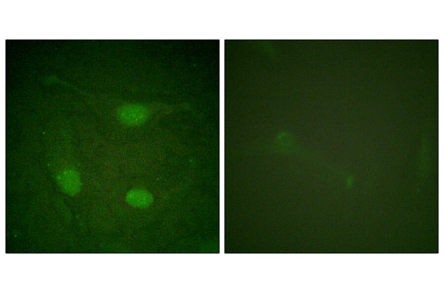 Immunofluorescence - Anti-Elk3 (phospho Ser357) Antibody (A0923) - Antibodies.com