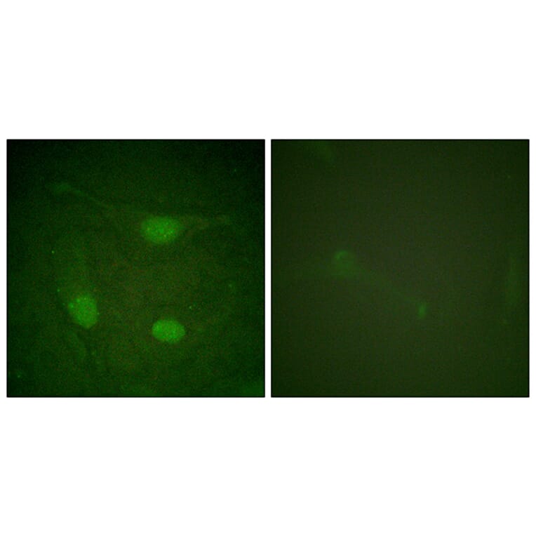 Immunofluorescence - Anti-Elk3 (phospho Ser357) Antibody (A0923) - Antibodies.com