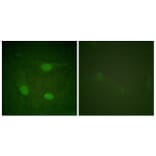 Immunofluorescence - Anti-Elk3 (phospho Ser357) Antibody (A0923) - Antibodies.com