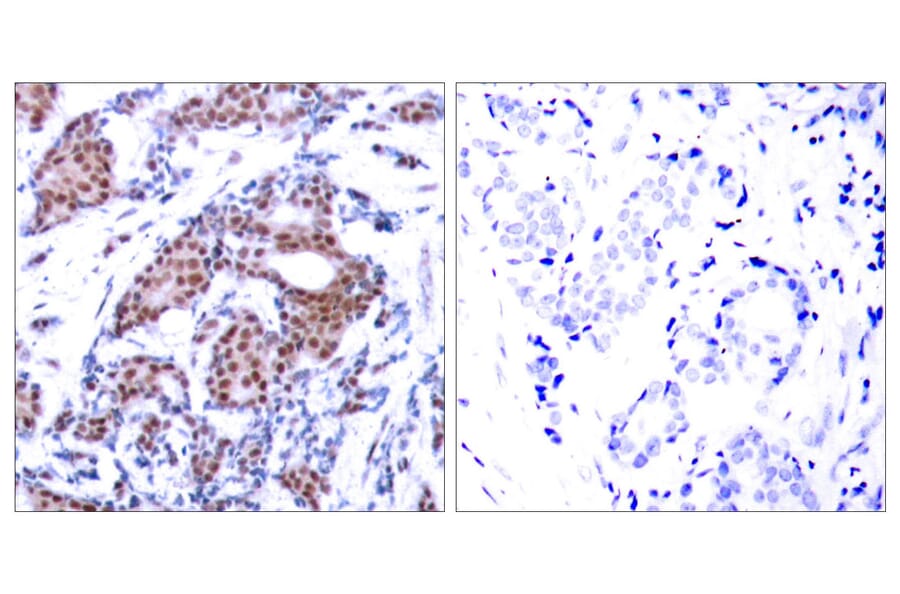 Immunohistochemistry - Anti-Elk1 (phospho Ser383) Antibody (A7068) - Antibodies.com