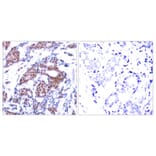Immunohistochemistry - Anti-Elk1 (phospho Ser383) Antibody (A7068) - Antibodies.com