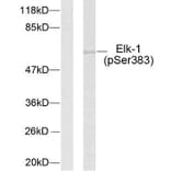 Western Blot - Anti-Elk1 (phospho Ser383) Antibody (A7068) - Antibodies.com
