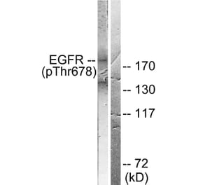 Western Blot - Anti-EGFR (phospho Thr678) Antibody (A0008) - Antibodies.com
