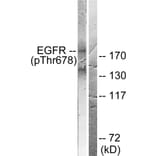 Western Blot - Anti-EGFR (phospho Thr678) Antibody (A0008) - Antibodies.com