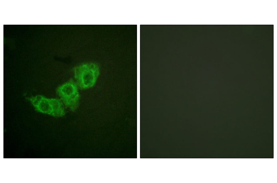 Immunofluorescence - Anti-EGFR (phospho Thr678) Antibody (A0008) - Antibodies.com
