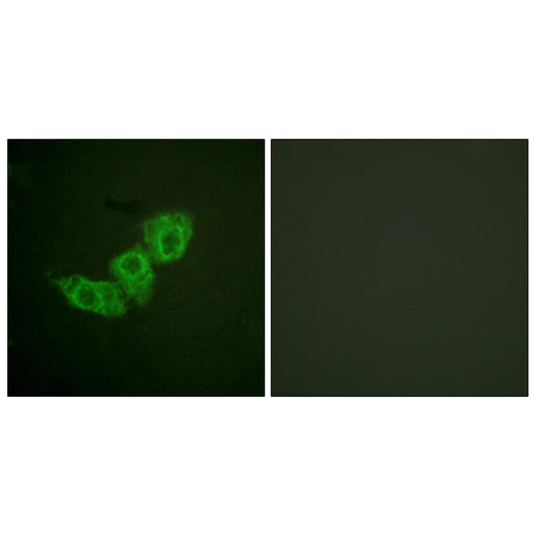 Immunofluorescence - Anti-EGFR (phospho Thr678) Antibody (A0008) - Antibodies.com