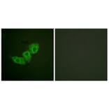 Immunofluorescence - Anti-EGFR (phospho Thr678) Antibody (A0008) - Antibodies.com