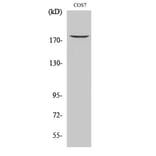 Western Blot - Anti-EGFR (phospho Thr678) Antibody (A0008) - Antibodies.com