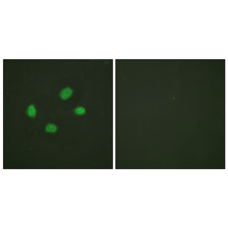 Immunofluorescence - Anti-Chk2 (phospho Thr383) Antibody (A0784) - Antibodies.com