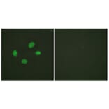 Immunofluorescence - Anti-Chk2 (phospho Thr383) Antibody (A0784) - Antibodies.com