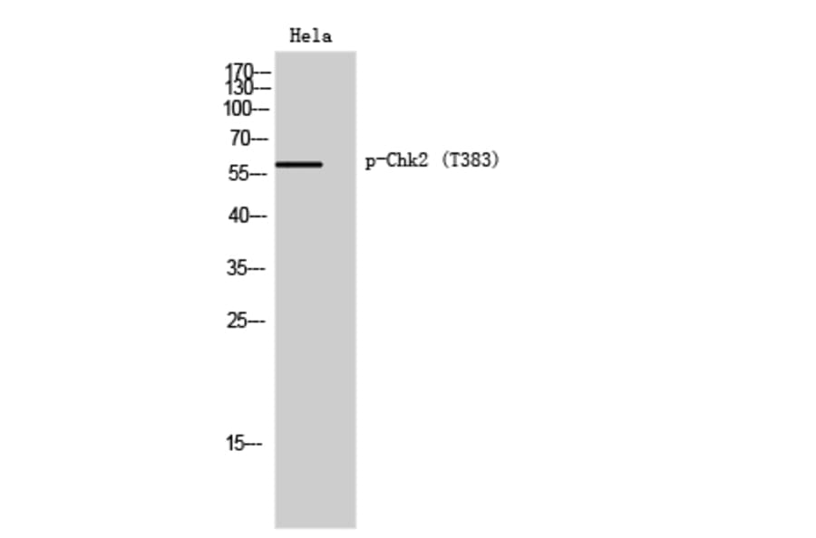 Western Blot - Anti-Chk2 (phospho Thr383) Antibody (A0784) - Antibodies.com
