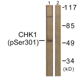 Western Blot - Anti-Chk1 (phospho Ser301) Antibody (A0862) - Antibodies.com