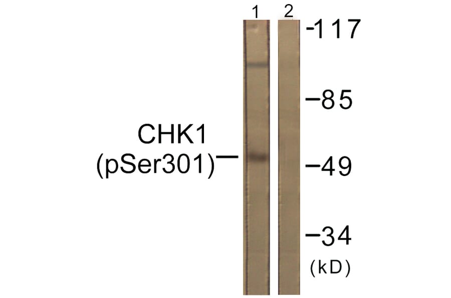 Western Blot - Anti-Chk1 (phospho Ser301) Antibody (A0862) - Antibodies.com