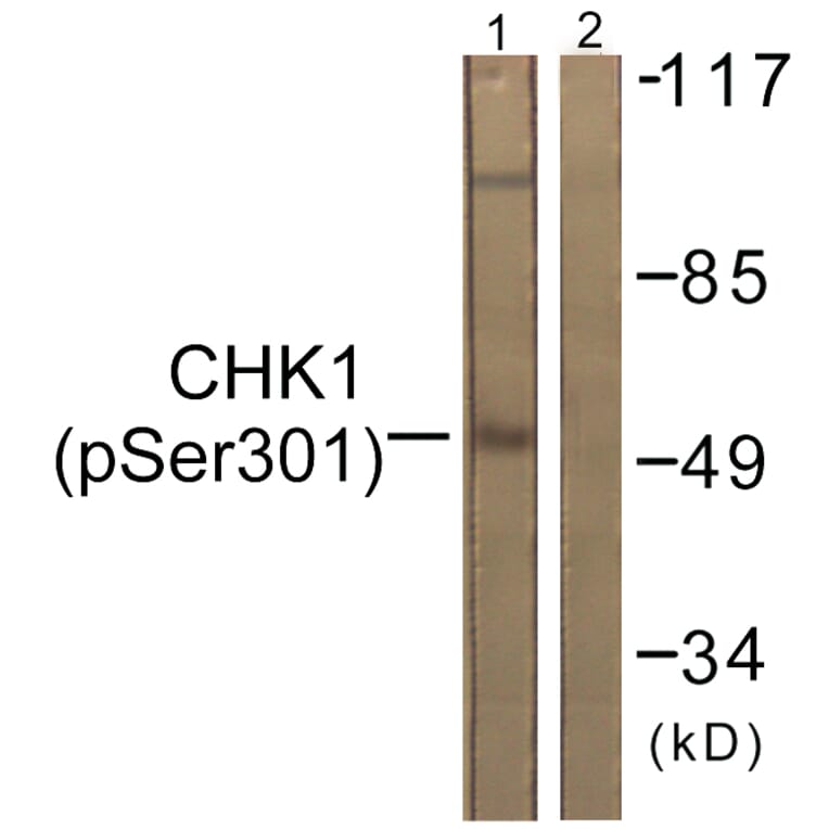 Western Blot - Anti-Chk1 (phospho Ser301) Antibody (A0862) - Antibodies.com