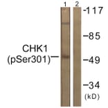 Western Blot - Anti-Chk1 (phospho Ser301) Antibody (A0862) - Antibodies.com