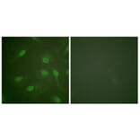 Immunofluorescence - Anti-Chk1 (phospho Ser301) Antibody (A0862) - Antibodies.com