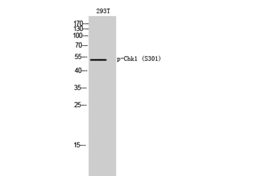 Western Blot - Anti-Chk1 (phospho Ser301) Antibody (A0862) - Antibodies.com