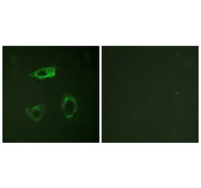 Immunofluorescence - Anti-CD18 (phospho Thr758) Antibody (A0842) - Antibodies.com