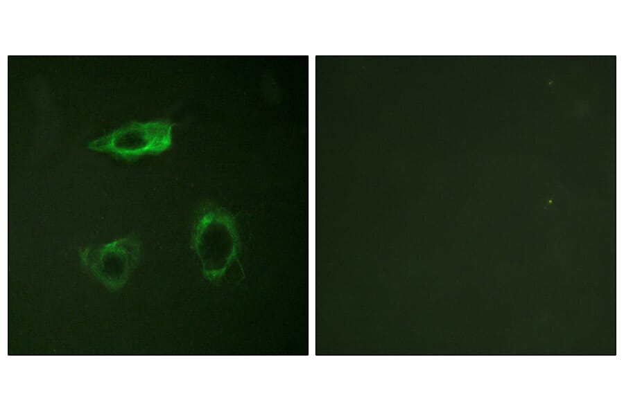 Immunofluorescence - Anti-CD18 (phospho Thr758) Antibody (A0842) - Antibodies.com
