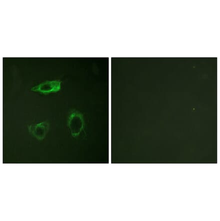 Immunofluorescence - Anti-CD18 (phospho Thr758) Antibody (A0842) - Antibodies.com
