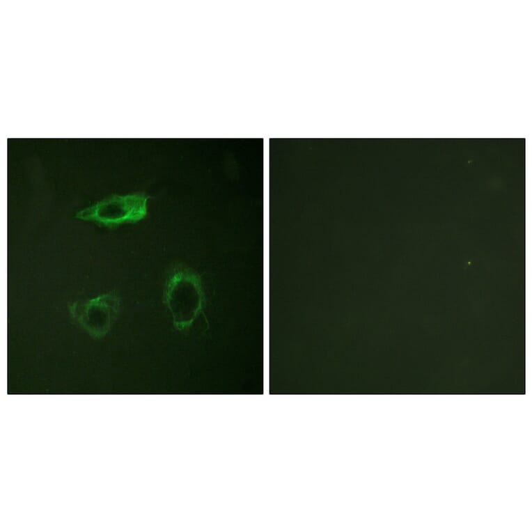 Immunofluorescence - Anti-CD18 (phospho Thr758) Antibody (A0842) - Antibodies.com