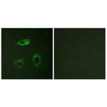 Immunofluorescence - Anti-CD18 (phospho Thr758) Antibody (A0842) - Antibodies.com