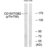 Western Blot - Anti-CD18 (phospho Thr758) Antibody (A0842) - Antibodies.com