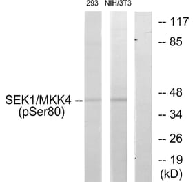 Western Blot - Anti-SEK1 (phospho Ser80) Antibody (A7215) - Antibodies.com