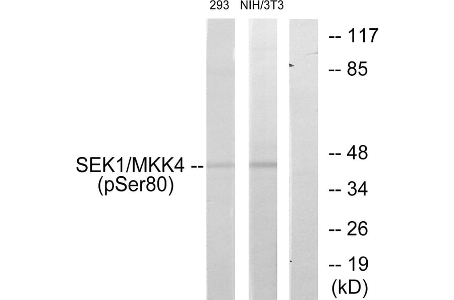 Western Blot - Anti-SEK1 (phospho Ser80) Antibody (A7215) - Antibodies.com
