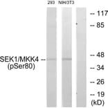 Western Blot - Anti-SEK1 (phospho Ser80) Antibody (A7215) - Antibodies.com