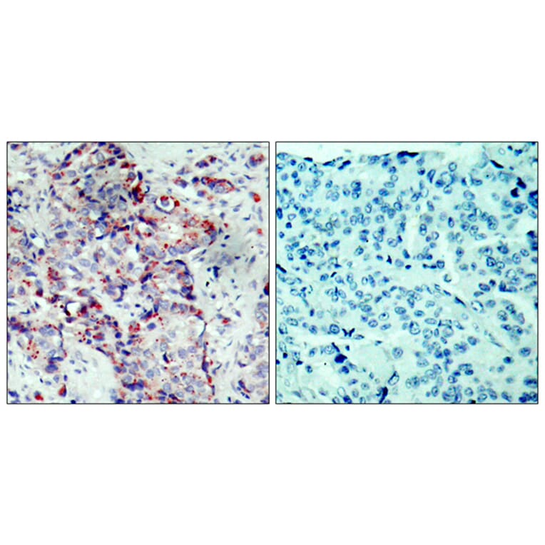 Immunohistochemistry - Anti-SEK1 (phospho Ser80) Antibody (A7215) - Antibodies.com