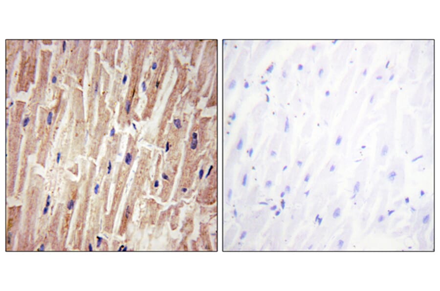 Immunohistochemistry - Anti-YAP (phospho Ser127) Antibody (A0757) - Antibodies.com