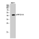 Western Blot - Anti-YAP (phospho Ser127) Antibody (A0757) - Antibodies.com