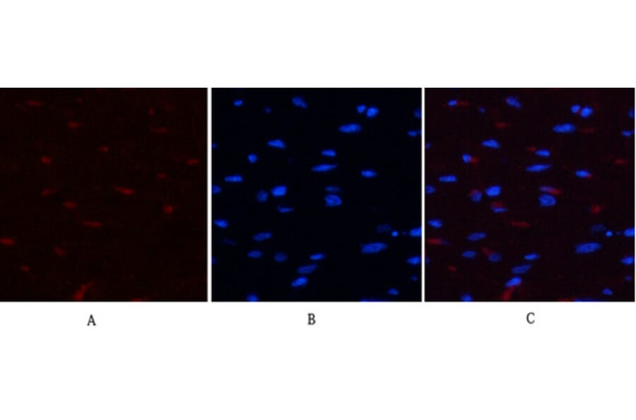 Immunofluorescence - Anti-YAP (phospho Ser127) Antibody (A0757) - Antibodies.com