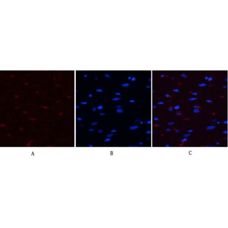 Immunofluorescence - Anti-YAP (phospho Ser127) Antibody (A0757) - Antibodies.com