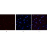 Immunofluorescence - Anti-YAP (phospho Ser127) Antibody (A0757) - Antibodies.com