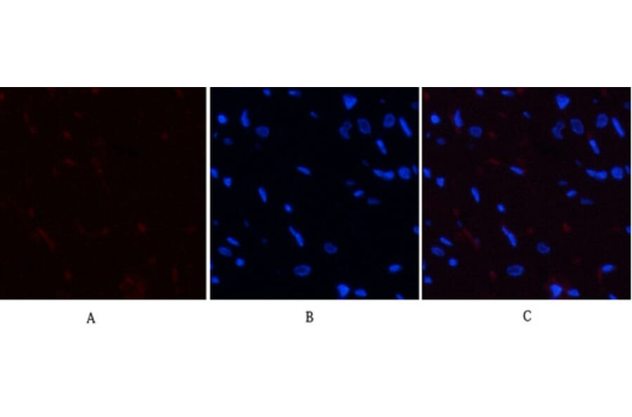 Immunofluorescence - Anti-YAP (phospho Ser127) Antibody (A0757) - Antibodies.com