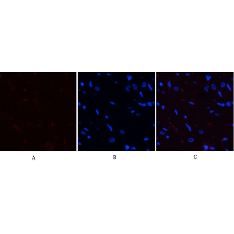 Immunofluorescence - Anti-YAP (phospho Ser127) Antibody (A0757) - Antibodies.com