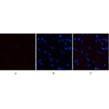 Immunofluorescence - Anti-YAP (phospho Ser127) Antibody (A0757) - Antibodies.com