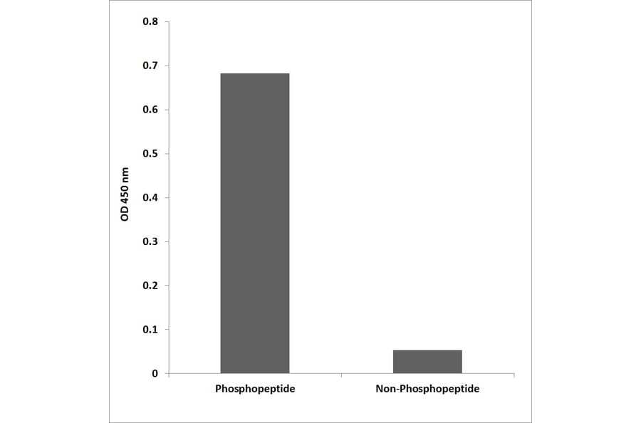 ELISA - Anti-YAP (phospho Ser127) Antibody (P12-1199) - Antibodies.com