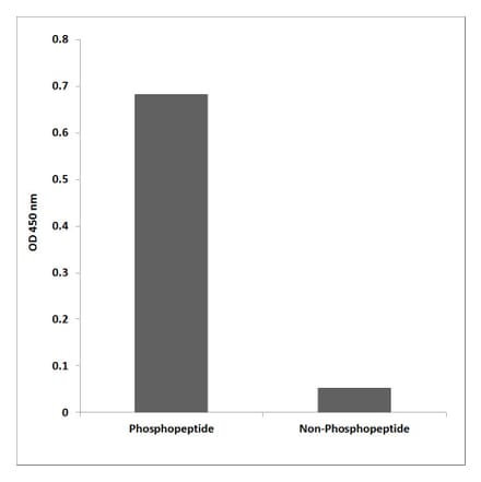 ELISA - Anti-YAP (phospho Ser127) Antibody (P12-1199) - Antibodies.com