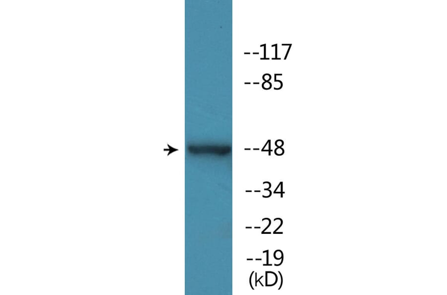 Western Blot - Anti-YAP (phospho Ser127) Antibody (P12-1199) - Antibodies.com