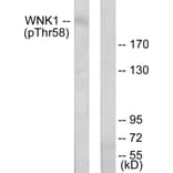 Western Blot - Anti-WNK1 (phospho Thr58) Antibody (A0093) - Antibodies.com